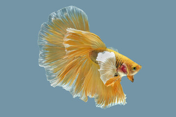 Yellow betta fish, Siamese fighting fish, betta splendens (Halfmoon betta, Pla-kad (biting fish) isolated on  gray background.