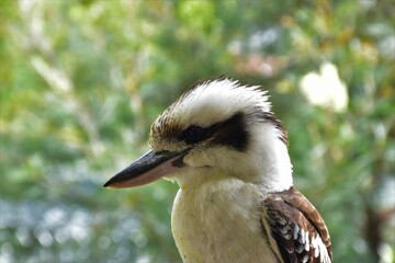 Kookaburra