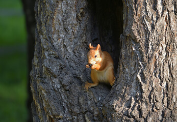 A squirrel in a hollow tree