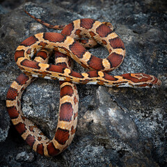 Corn Snake (Pantherophis guttatus)
