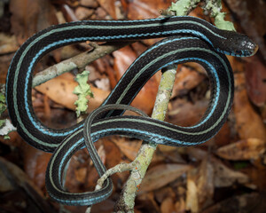 Bluestripe Garter Snake (Thamnophis sirtalis similis)