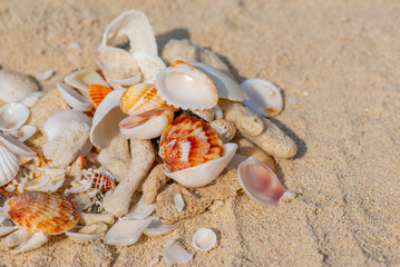 Fototapeta na wymiar many different shells lie on the sand