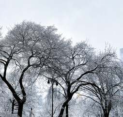 Snowy trees in New York City's Central Park.  Manhattan buildings are faintly seen behind the  branches and a few snowflakes are falling from gray skies. Near-monochrome, silhouettes, with copy space.