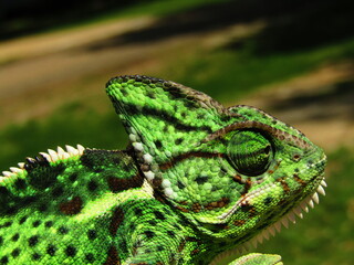 Green Chameleon 