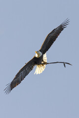 Bald eagle at White Rock Lake, Dallas, Texas.