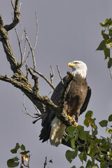 Bald eagle at White Rock Lake, Dallas, Texas.