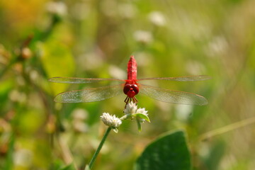 red dragonfly on a green leaf