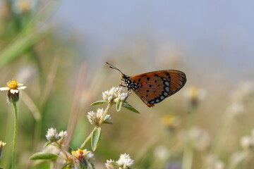 beautiful butterfly on the grass