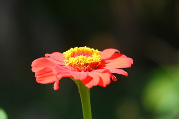 Beautiful red flower at morning vibe