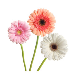 Set with beautiful gerbera flowers on white background