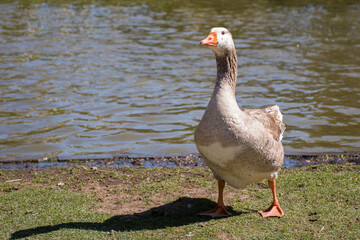 Duck on green grass near the lake