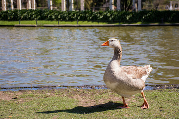 Duck by the lake