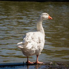 White duck contemplating the horizon