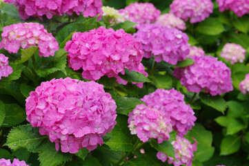 ピンクのあじさい
