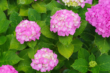 ピンクのあじさい
