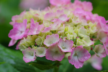 ピンクのあじさい

