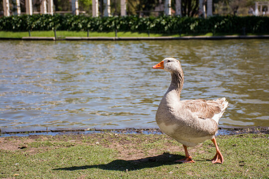 Duck by the lake