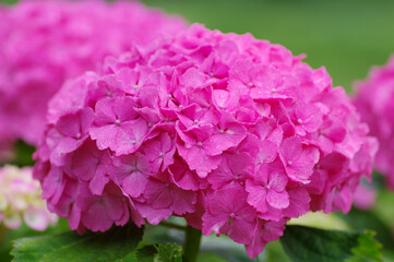 ピンクのあじさい
