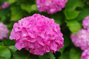 ピンクのあじさい
