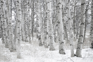 Obraz premium Birch tree's in the snow