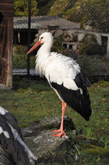 CICOGNA