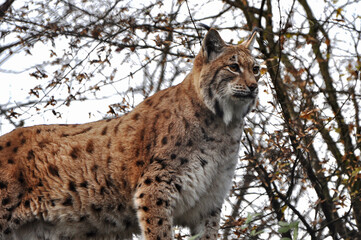 LINCE