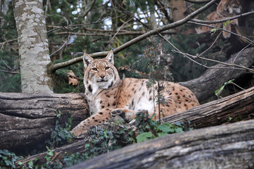 Naklejka premium LINCE