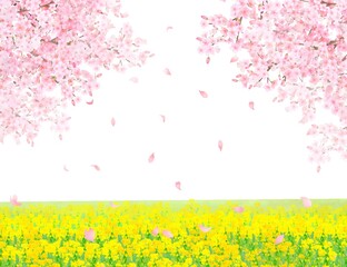 Fototapeta na wymiar 菜の花の咲く河川敷に美しく華やかな花びら舞い散る春の桜の白バックフレーム背景素材 