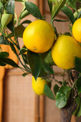 Closeup view of lemon tree with ripening fruits indoors