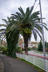 Fototapeta na wymiar A lush palm tree on the roadside of a busy resort town.