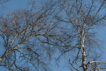 Bare tree branches in winter against the blue sky.