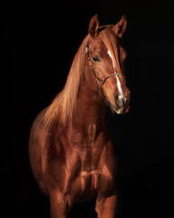 Fototapeta na wymiar Arabian Horse