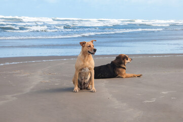 Two dogs enjoying the beach