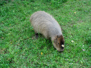 Cute capybara grazing on grass