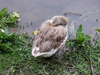 duck resting on the edge of the lake