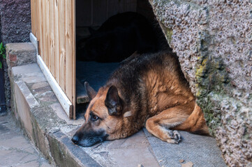 german shepherd dog sitting