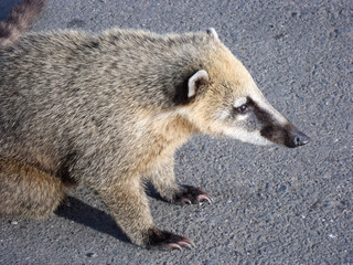 lone coati parade looking curious around