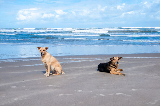 Two dogs enjoying the beach