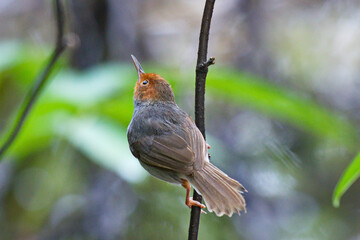A ashy tailorbird sitting on a tree branch