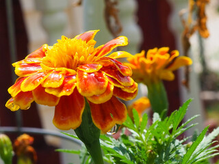 Marigold With Raindrops Glistening In Sunshine