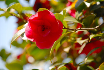 赤い椿の花