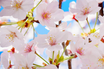 満開の咲いた桜の花