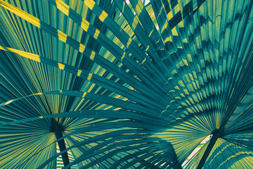 tropical palm leaf, abstract blue background