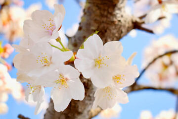 青空と桜の花