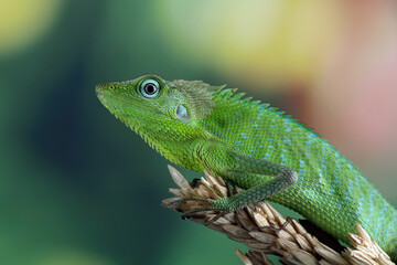 Naklejka na ściany i meble Jubata green lizard habitat in Indonesia