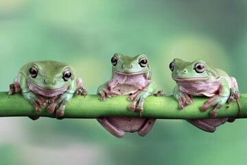 Australian green tree frogs - obrazy, fototapety, plakaty