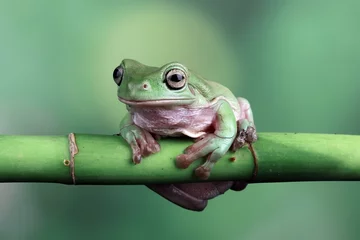 Wandaufkleber Australian green tree frog © Agus Gatam