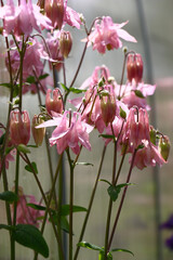 Summer morning after a rain. Pink flowers and buds of a aquilegia on a grey background.