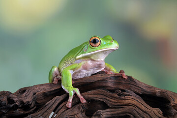 White lipped tree frog, green tree frogs