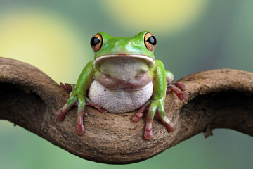 Fototapeta premium White lipped tree frog, green tree frogs